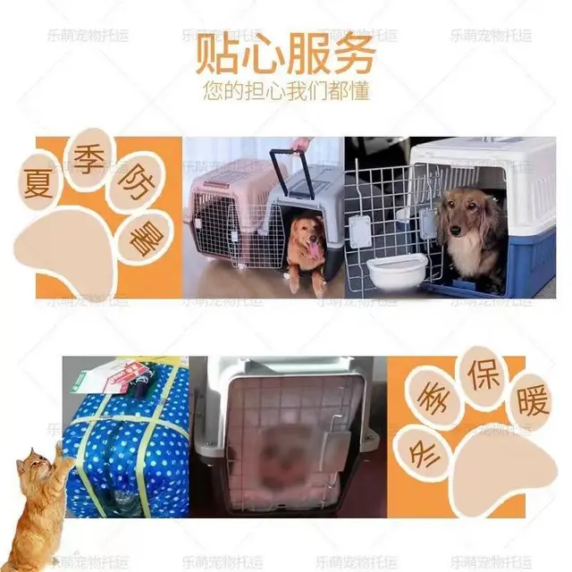 盐城阜宁宠物托运 （猫狗活体运输）宠物快递至全国 - 图片 2