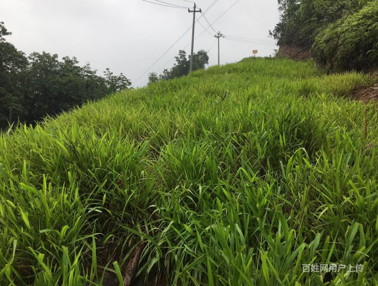 【图 尾矿库复绿植被草种灌木混播合川怎么卖 重庆万州高笋塘