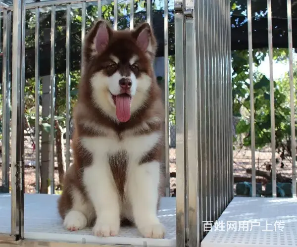 熊版大骨量巨型阿拉斯加雪橇犬 包健康 签协议 - 图片 6