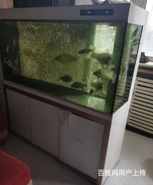 金海王、可丽爱、水族箱、鱼缸、锦鲤 - 图片 3