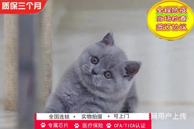 哪里有英短蓝猫卖的 蓝猫怎么养 英短蓝猫多少钱 - 图片 5