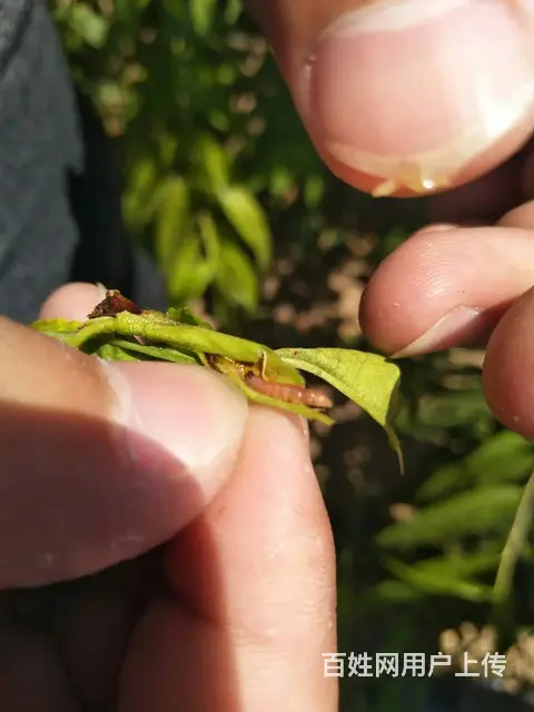 22%噻虫高氯氟茶树番茄蔬菜茶小绿叶蝉蓟马蚜虫杀虫 - 图片 4