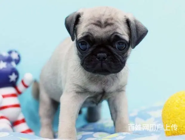 广州巴哥犬一只多少钱 实体犬舍 自家繁殖保健康 - 图片 1