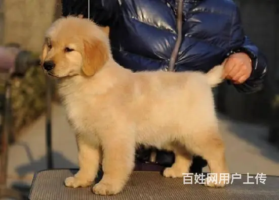 纯种金毛幼犬价格 金毛多少钱一只幼崽 犬舍出售纯 - 图片 7