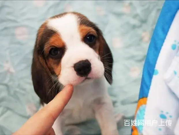 纯种健康比格犬   赛级血统    购买签订活体协 - 图片 1