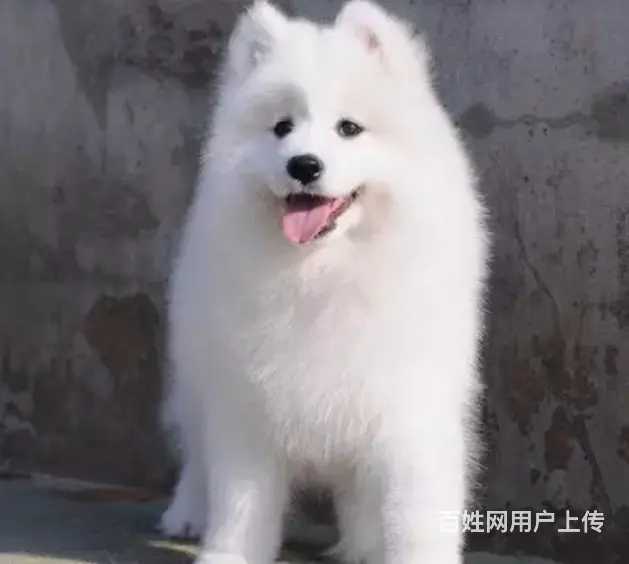 承德萨摩多少钱一只 萨摩价格 家养萨摩 保健康 - 图片 6