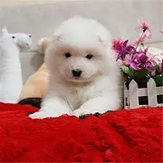 泰安买萨摩耶一般在哪里买比较真|纯萨摩耶价位