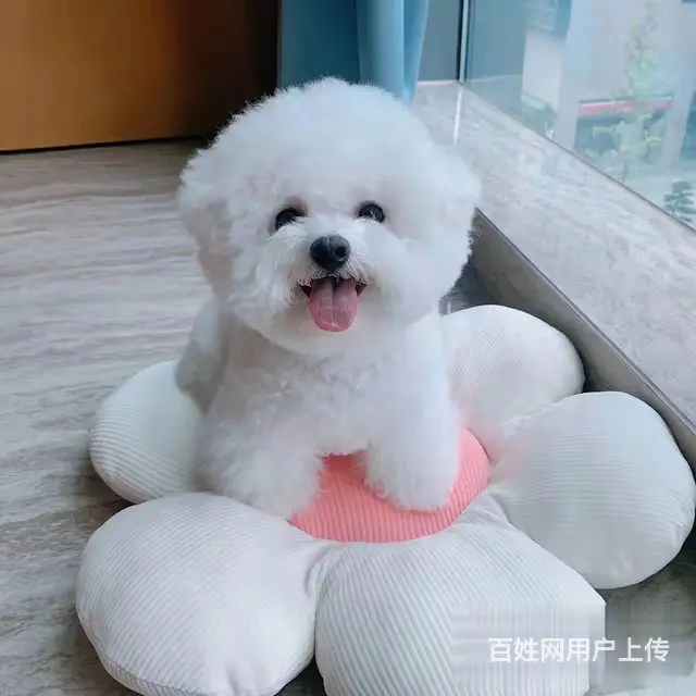 纯种比熊犬业 赛系比熊幼犬 保健康签协议 - 图片 1