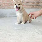 精品柴犬出售