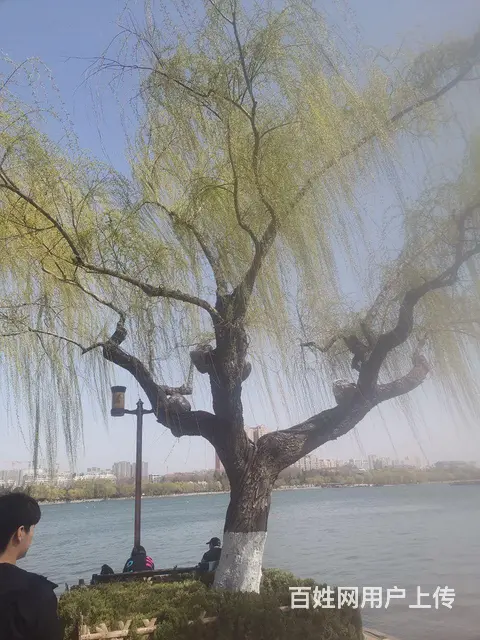 真诚征婚 - 图片