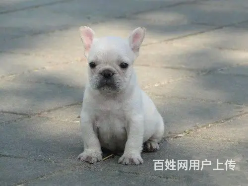 精品法牛犬出售 品相极佳 可视频选狗可上门看狗 - 图片 8