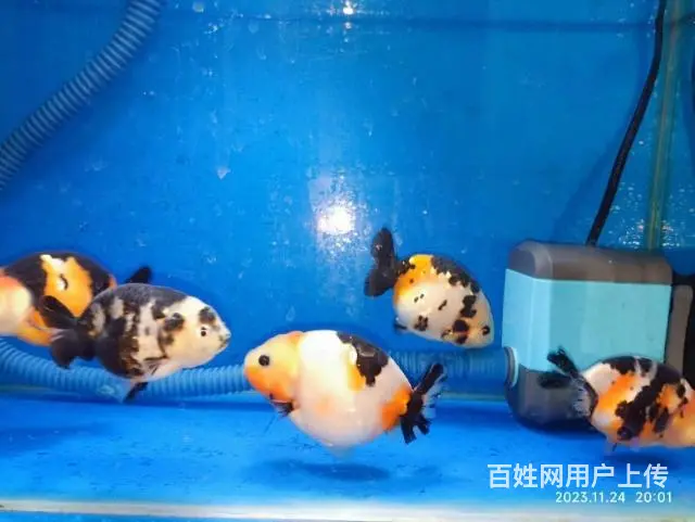 打包出5条精品兰寿，280元，自来水养大适合鱼友家养，尺寸7 - 图片 4