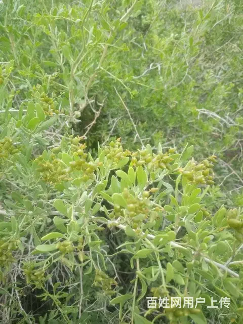 新疆白刺果种植基地 白刺果种子市场价格 人工种植白 - 图片 6