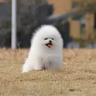 百色上哪里买茶杯犬比较好，上哪里可以买到茶杯犬