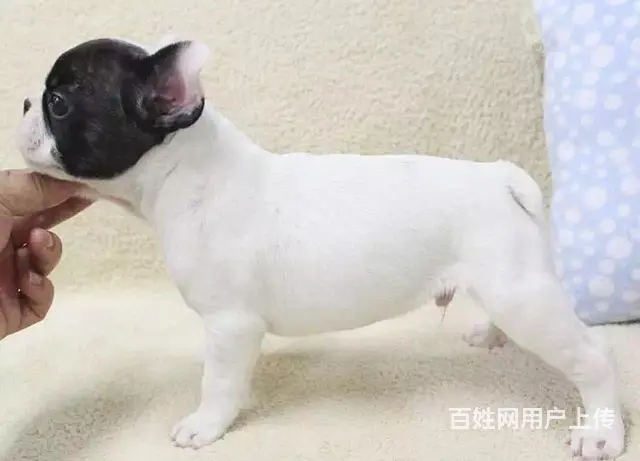 辽阳哪里可以看到纯种法斗犬  宠物狗一般多少钱 - 图片 3