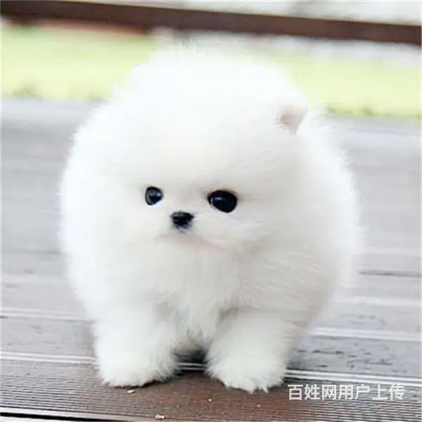 文昌本地博美犬舍在哪儿▲本地博美养殖基地 - 图片 2