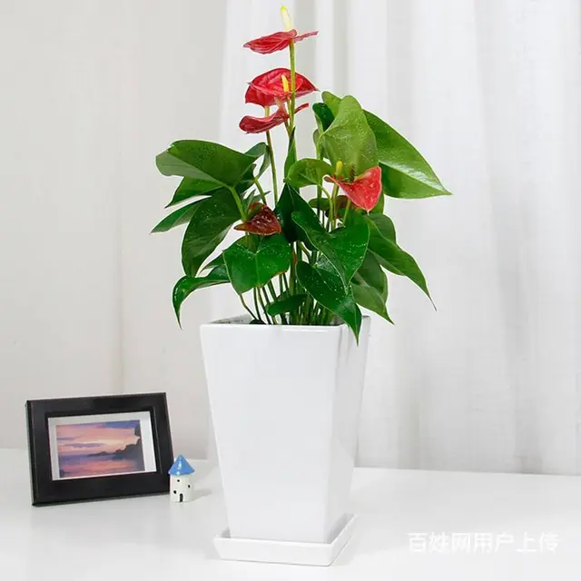 武汉办公室植物出租公司盆景价格单位花木服务 - 图片