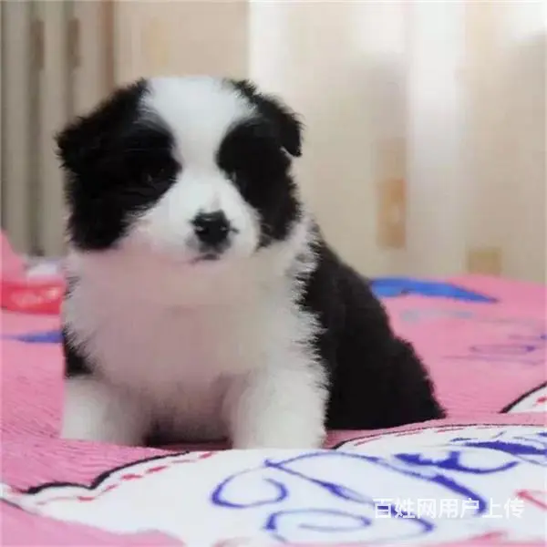 宿迁有什么靠谱的边牧犬舍推荐吗 - 图片 5