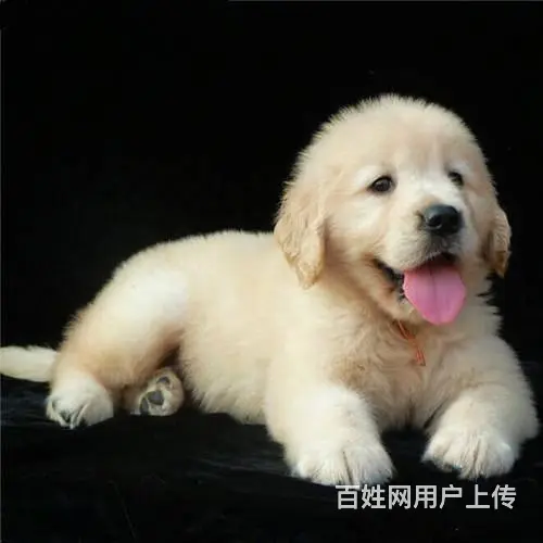 金毛幼犬多少钱一只 纯种金毛幼犬价格 双血统金 - 图片 11