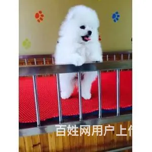 精品博美 来场可看到狗父母 健康签协议 直销 - 图片 8