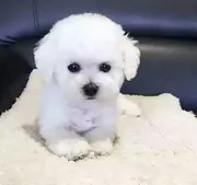 犬舍出售赛级比熊 纯种健康的比熊宝宝