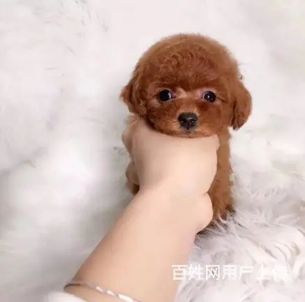 高品质 茶杯泰迪熊幼犬 玩具泰迪犬出售 - 图片 5