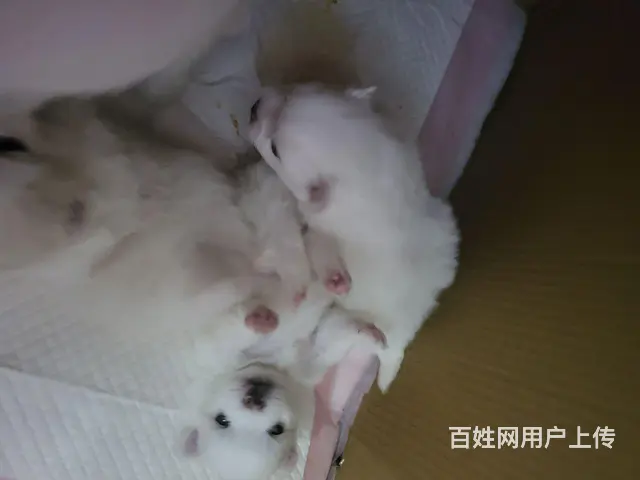 博美宝宝 - 图片 3