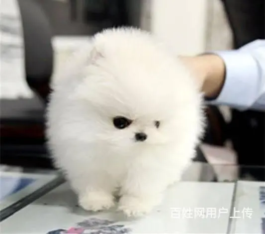博美幼犬博美价格北京哪里有卖纯种博美 - 图片 4