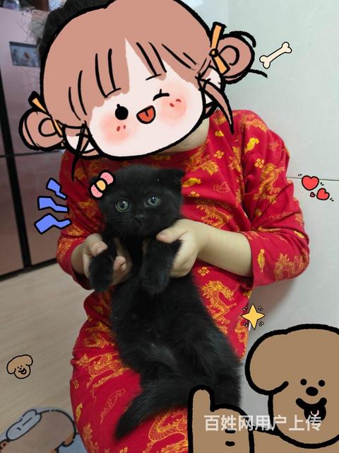 送猫的图片