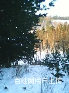 转让造林地 - 图片 4