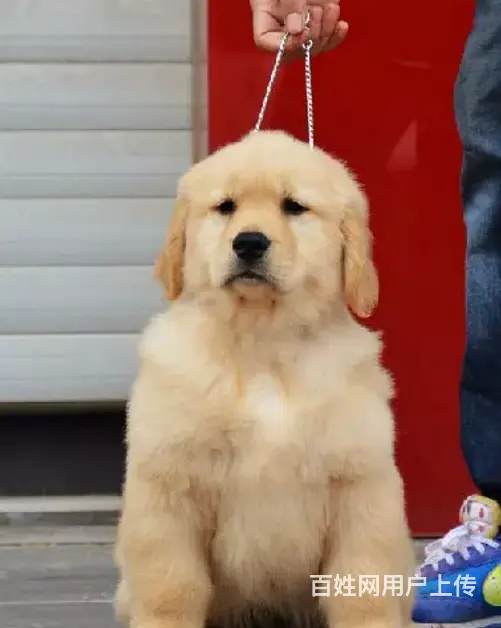 承德本地出售金毛犬 家养金毛 金毛寻回犬 - 图片 11