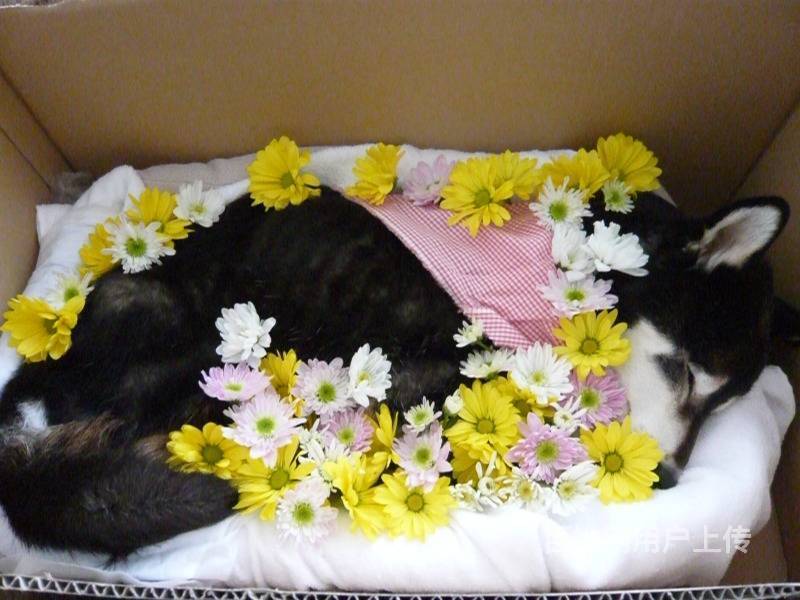 沈阳宠物 沈阳宠物服务/配种 沈阳宠物殡葬1/5