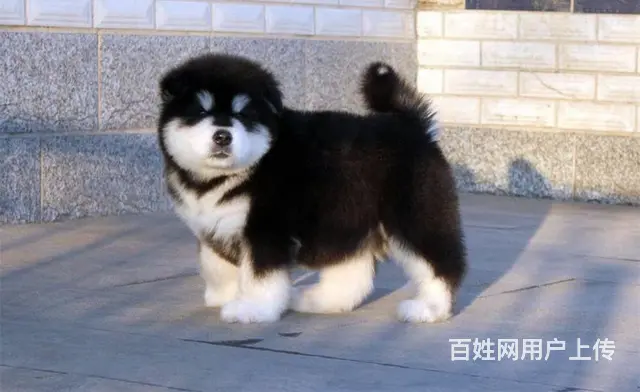 大型阿拉斯加犬价位 阿拉斯加犬照片 - 图片