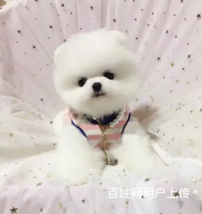 精品博美 来场可看到狗父母 健康签协议 直销 - 图片 2