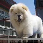 韶关宠物店卖松狮，松狮幼犬一只多少钱