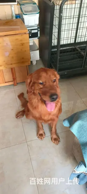 金毛犬公狗 - 图片 1
