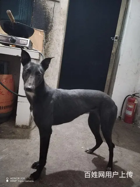 格力母犬 - 图片 2