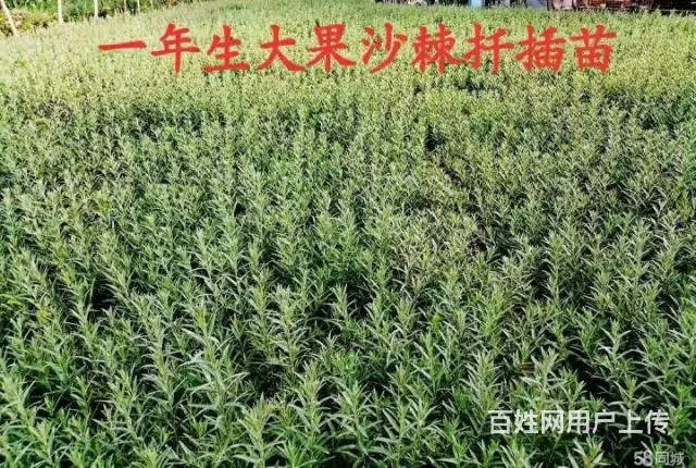 全疆苗木种植花卉种子批发 - 图片 8