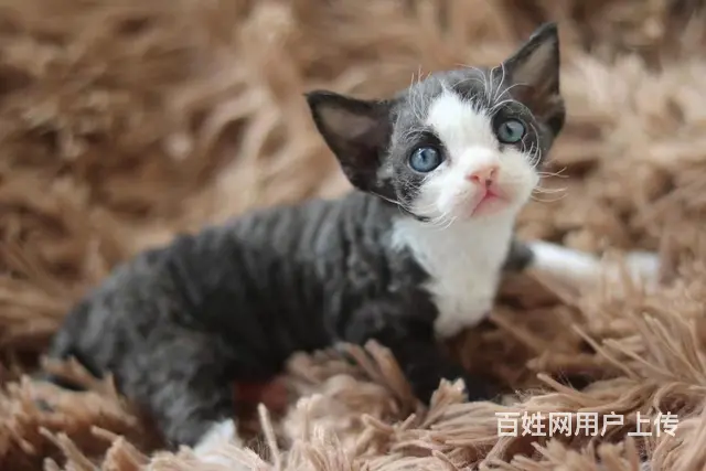 德文卷毛猫对外出售 - 图片 4