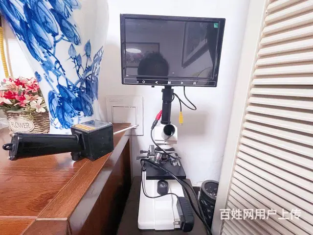 灰泰迪种公对外借配 - 图片 2