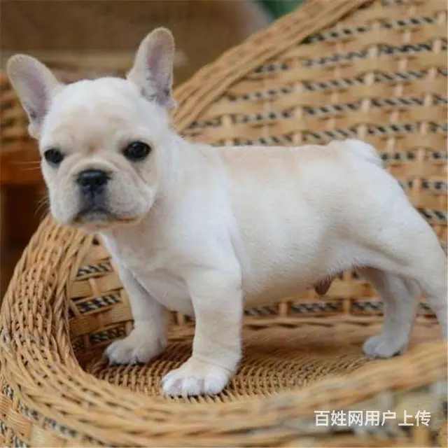 天门【*推荐】法斗犬舍‖法斗养殖场 - 图片 4