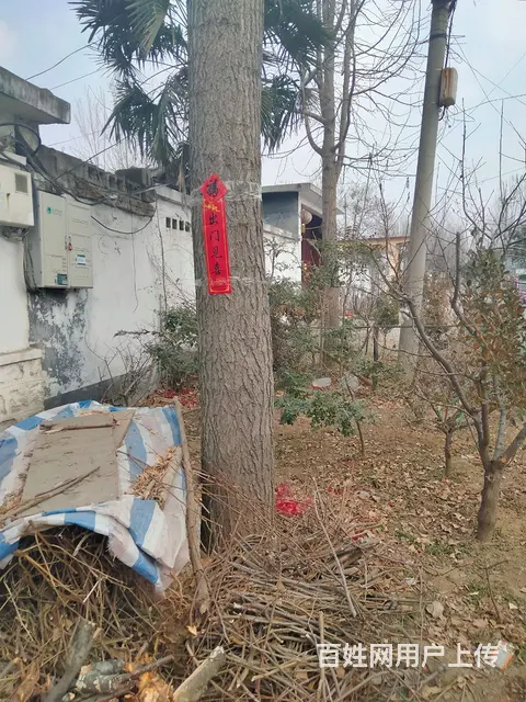 十年银杏树低价处理(价格面议) - 图片 4