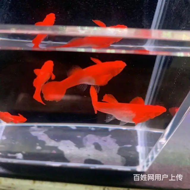 鸿运当头双分水孔雀鱼低价出售10元 - 图片 3