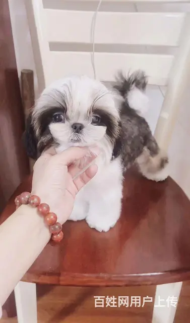 徐州市专业家庭繁殖纯种西施犬 - 图片 3