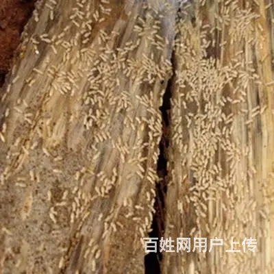 广汉灭白蚁公司白蚁防治黑色翅膀蚂蚁是白蚁 - 图片 4