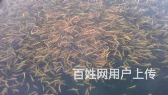 各种淡水鱼苗批发出售、品种规格齐全 - 图片 5