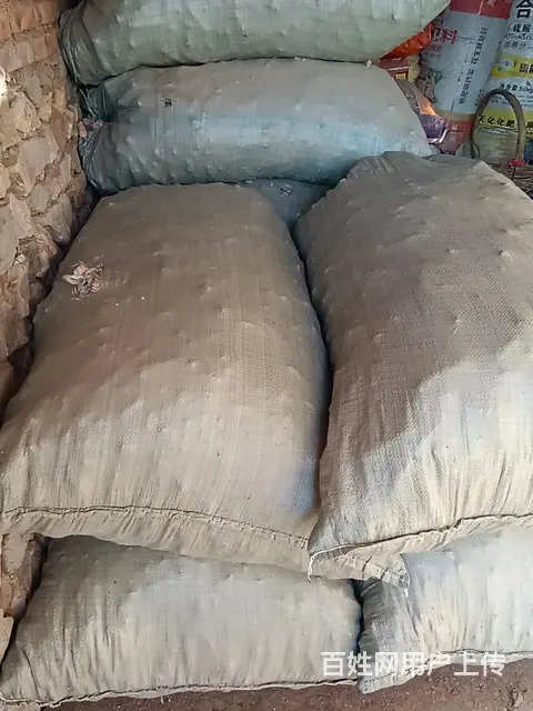 玉米棒 - 图片 2
