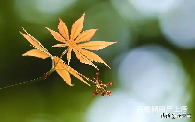 高山流水 - 图片