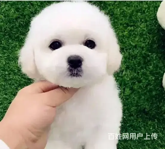 纯种比熊犬，赛级比熊犬，比熊价格专业繁育比熊基地 - 图片 3