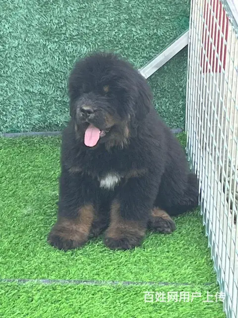 兴城首山犬舍 - 图片 3